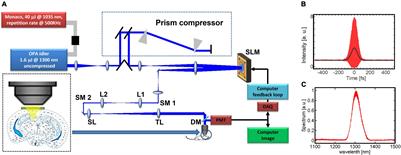 Three-Photon Adaptive Optics for Mouse Brain Imaging